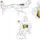 Скручивания на римском стуле: техника выполнения и практический результат Упражнения на римском стуле для спины